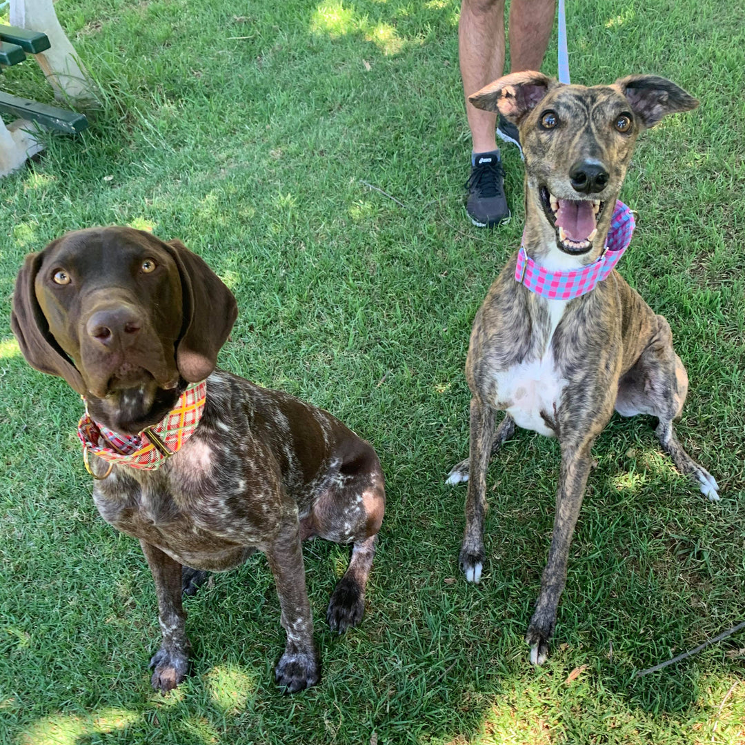 German Shorthaired Pointer and Greyhound wearing martingale collars