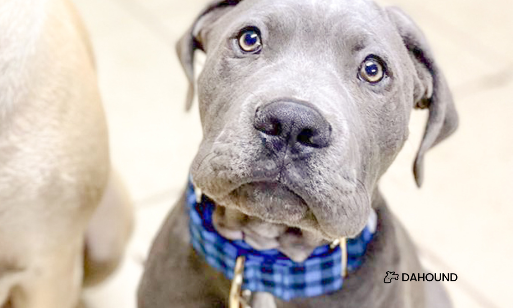Are martingale collars only for sighthounds?