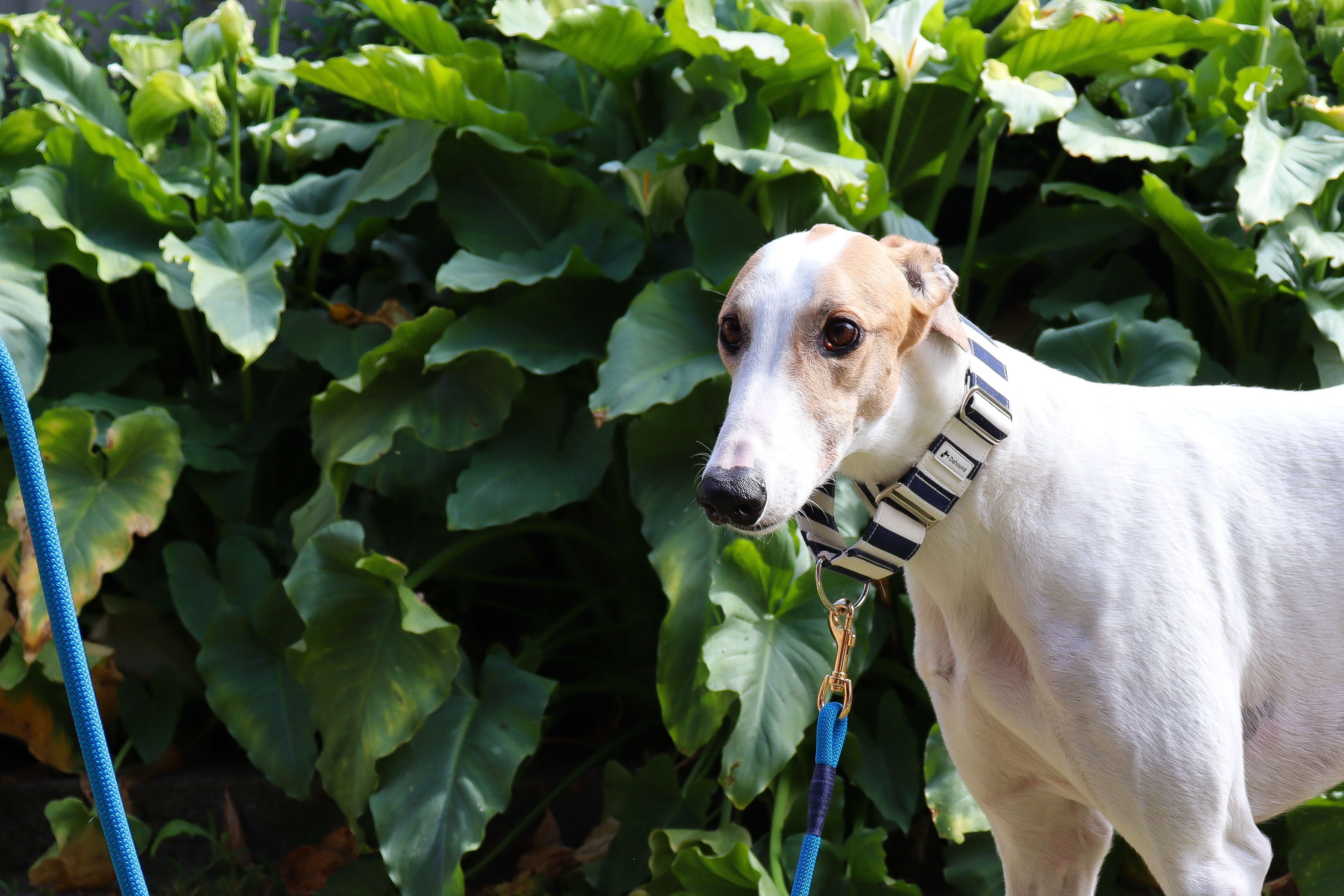 harness v collar
