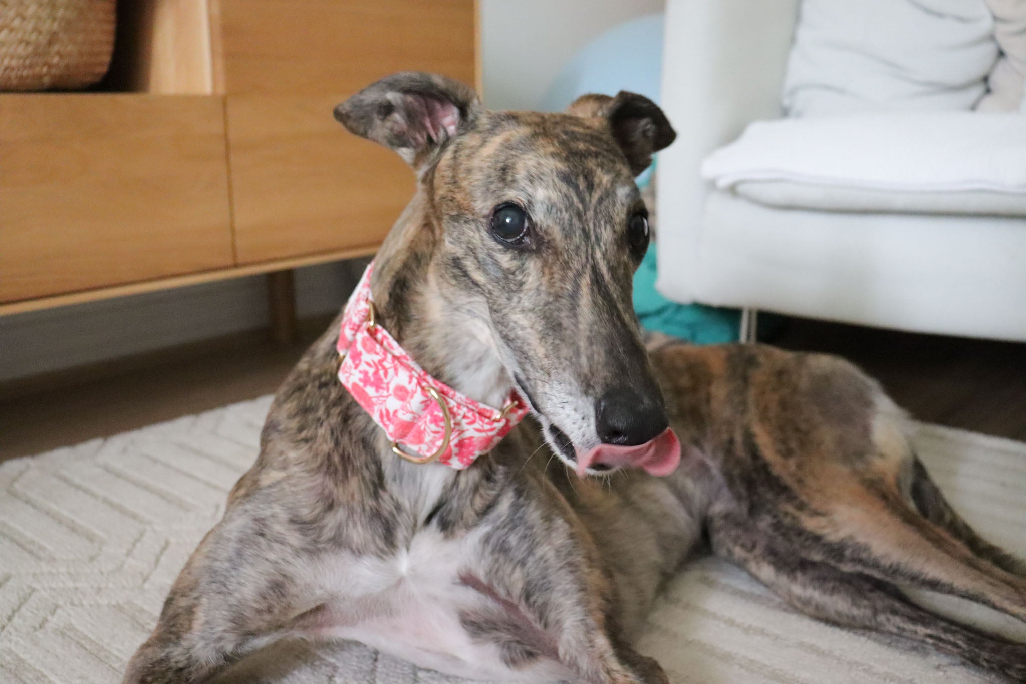 Can martingale collars be worn all the time?
