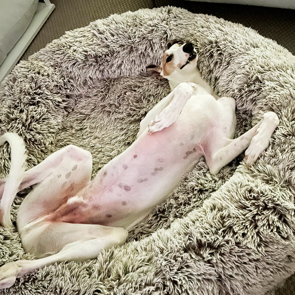 How much exercise does a greyhound need?