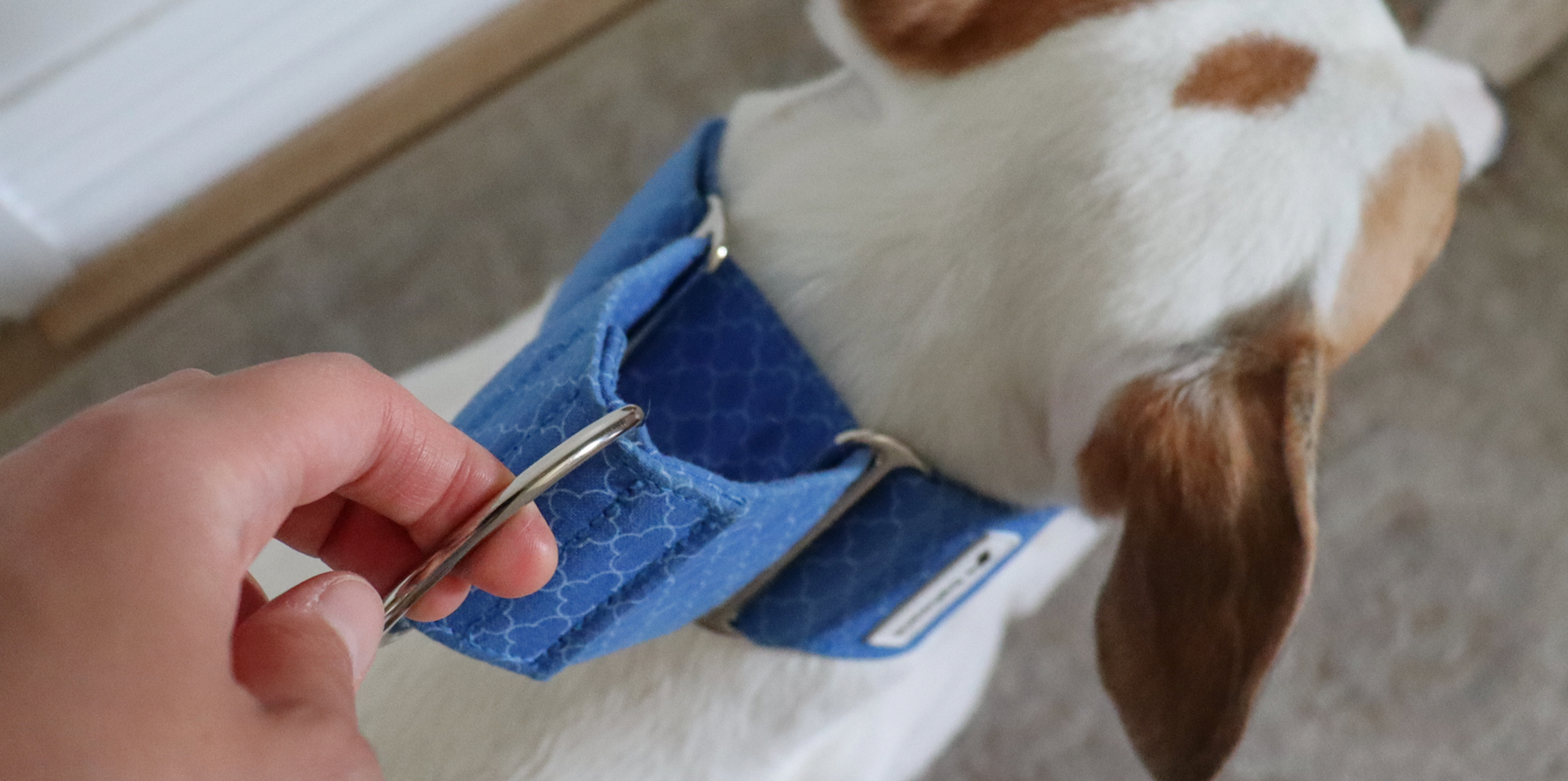 How to properly fit a Martingale Collar on your dog Dahound