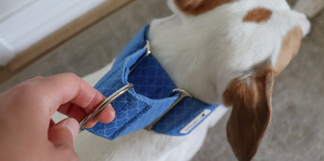 How to properly fit a Martingale Collar on your dog?