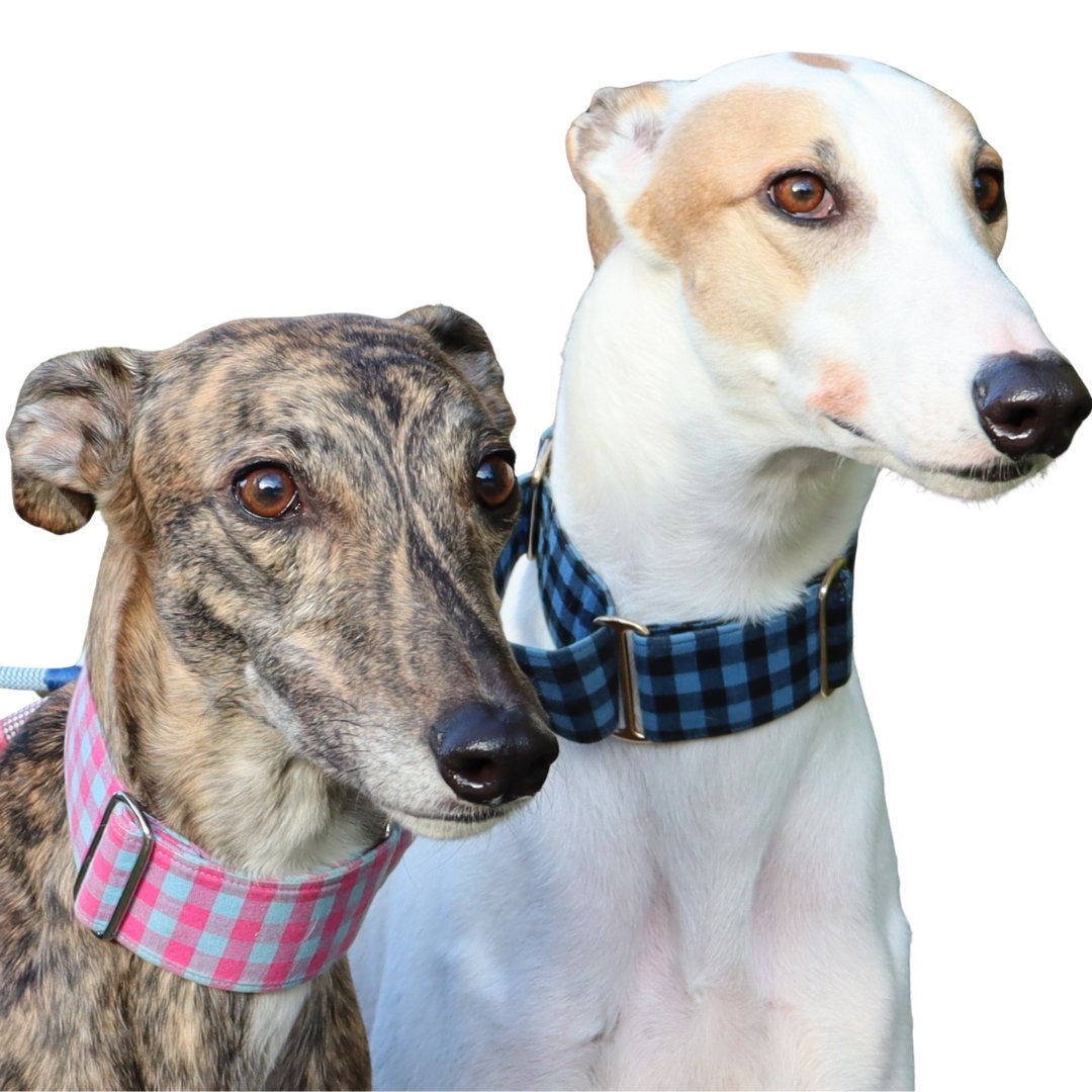Plaid, Tartan and Gingham Martingale Collars for greyhounds, whippets and Italian greyhounds