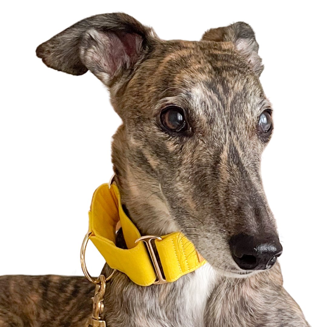 Solid Plain Colour Martingale Collars for greyhounds, whippets and Italian greyhounds