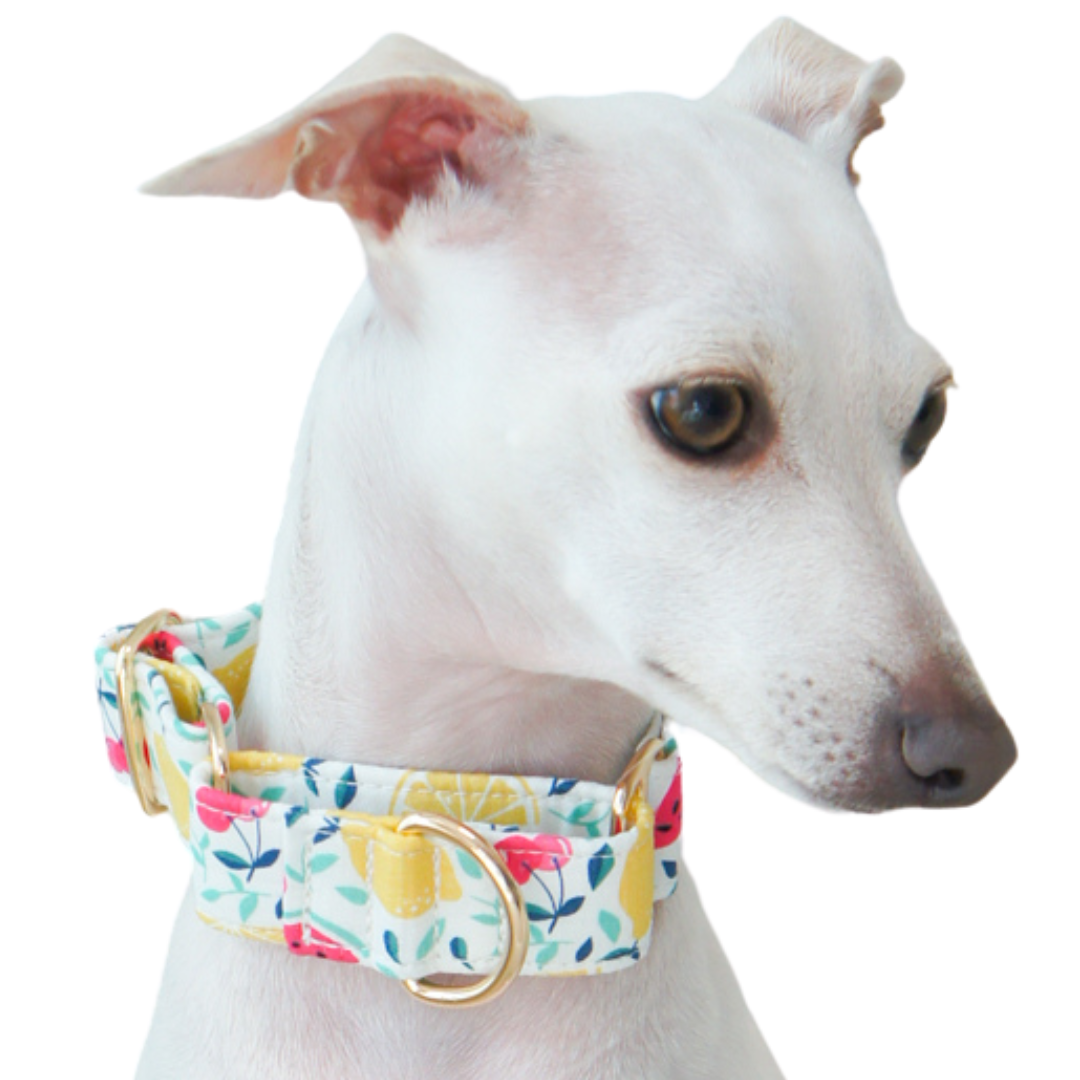 FRUIT MARTINGALE COLLARS