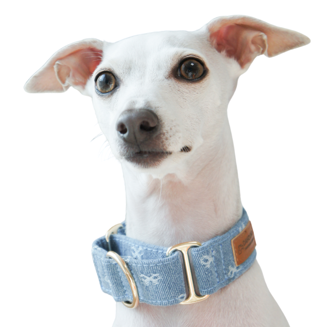 DENIM MARTINGALE COLLAR COLLECTION