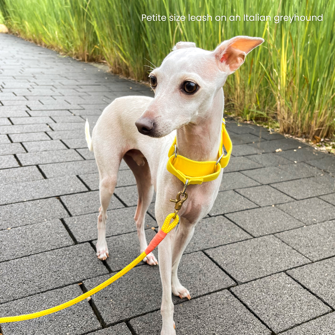 Candy Yellow Premium Rope Dog Leash On An Italian Greyhound