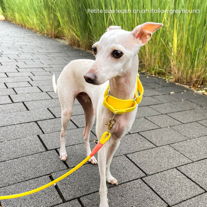 Candy Yellow Premium Rope Dog Leash On An Italian Greyhound