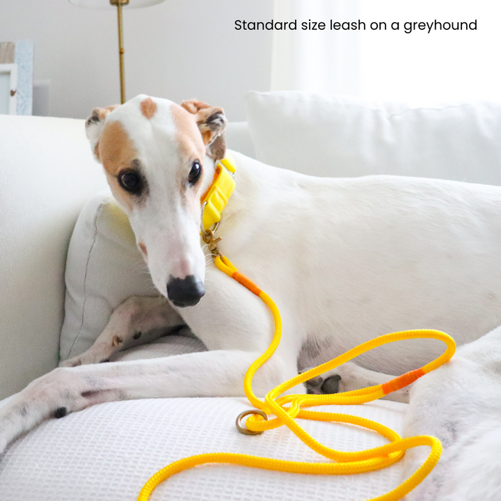 Candy Yellow Premium Rope Dog Leash On A Greyhound