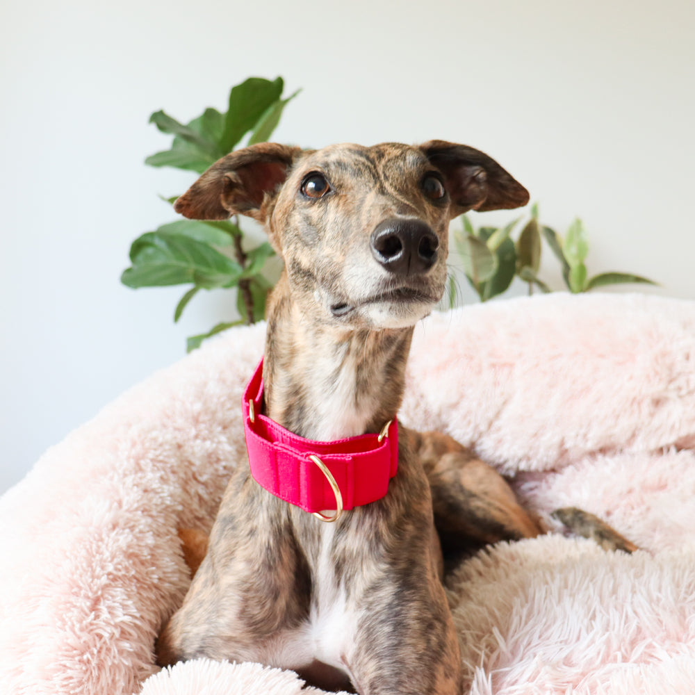 Greyhound in pink martingale collar
