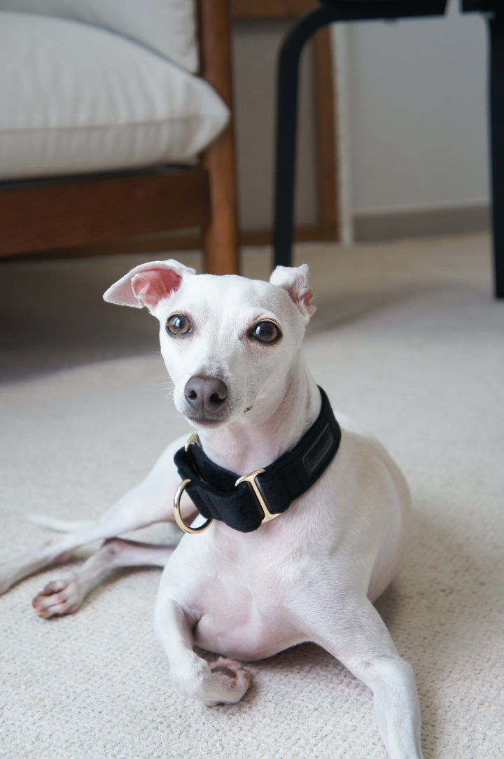 Wide Martingale Collar | Black (Plush Velvet)