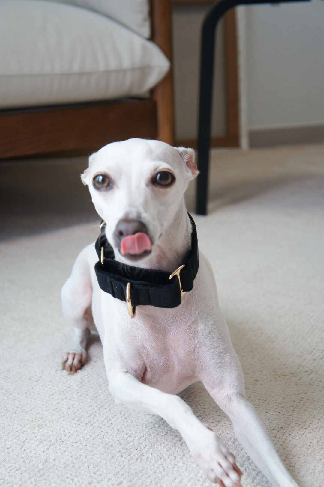 Wide Martingale Collar | Black (Plush Velvet)