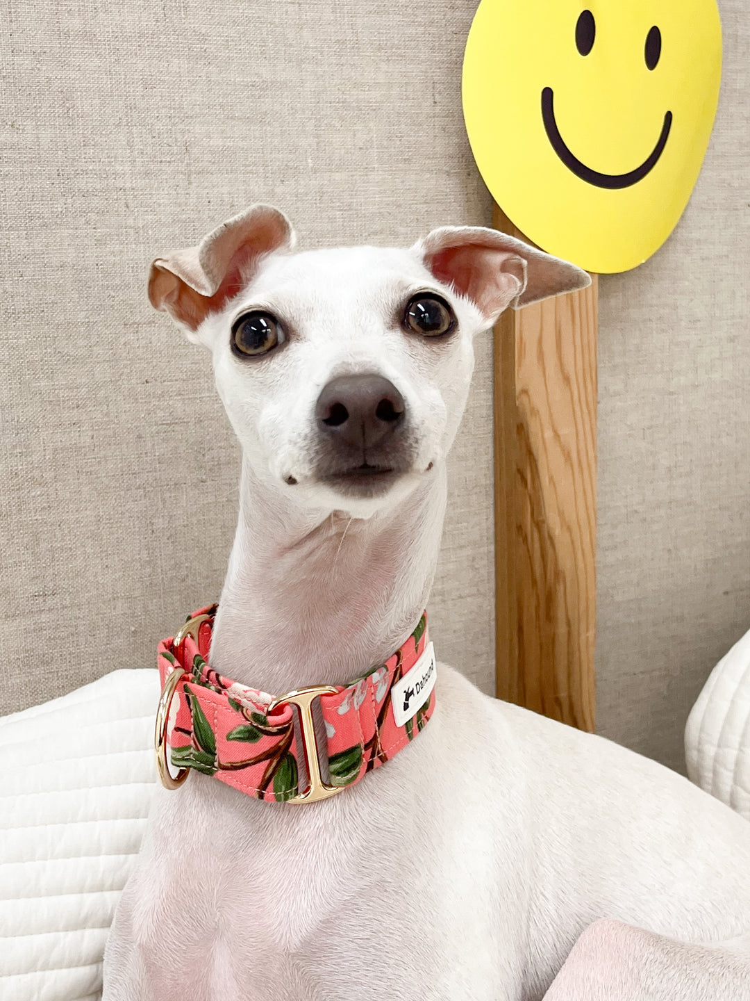 Coral Floral Italian Greyhound Martingale Collars