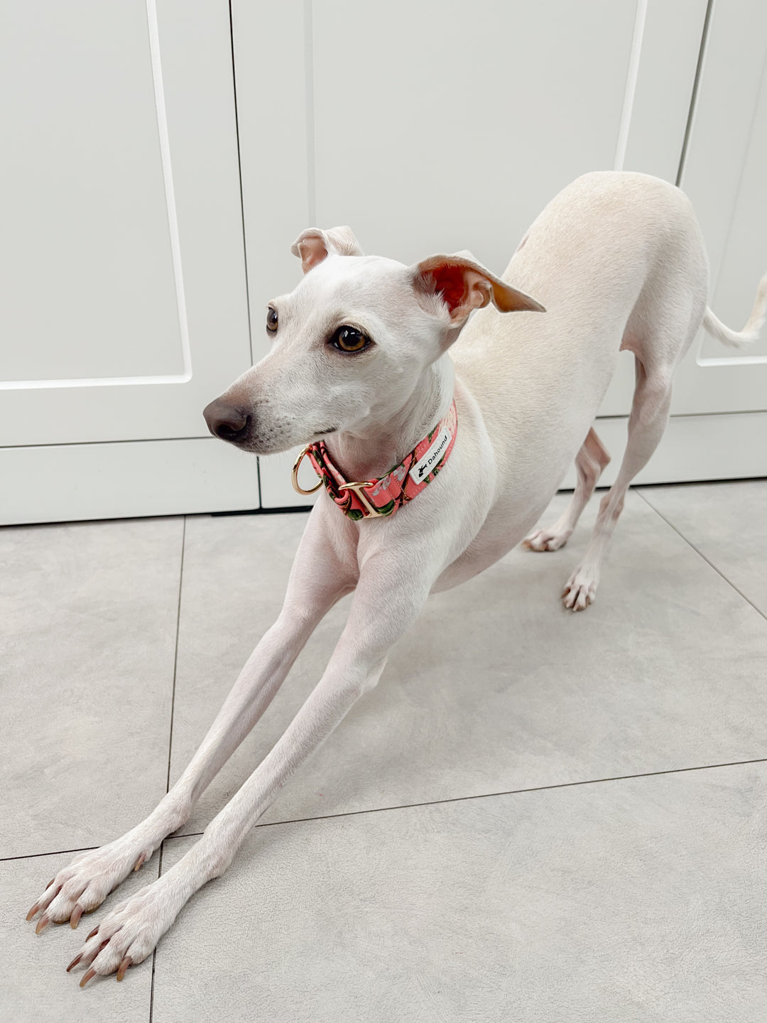 Coral Pink Floral Martingale Dog Collars On Italian Greyhound