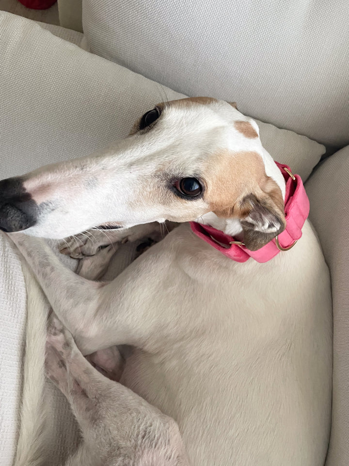 Wide Martingale Collar | Coral Pink (Plush Velvet)