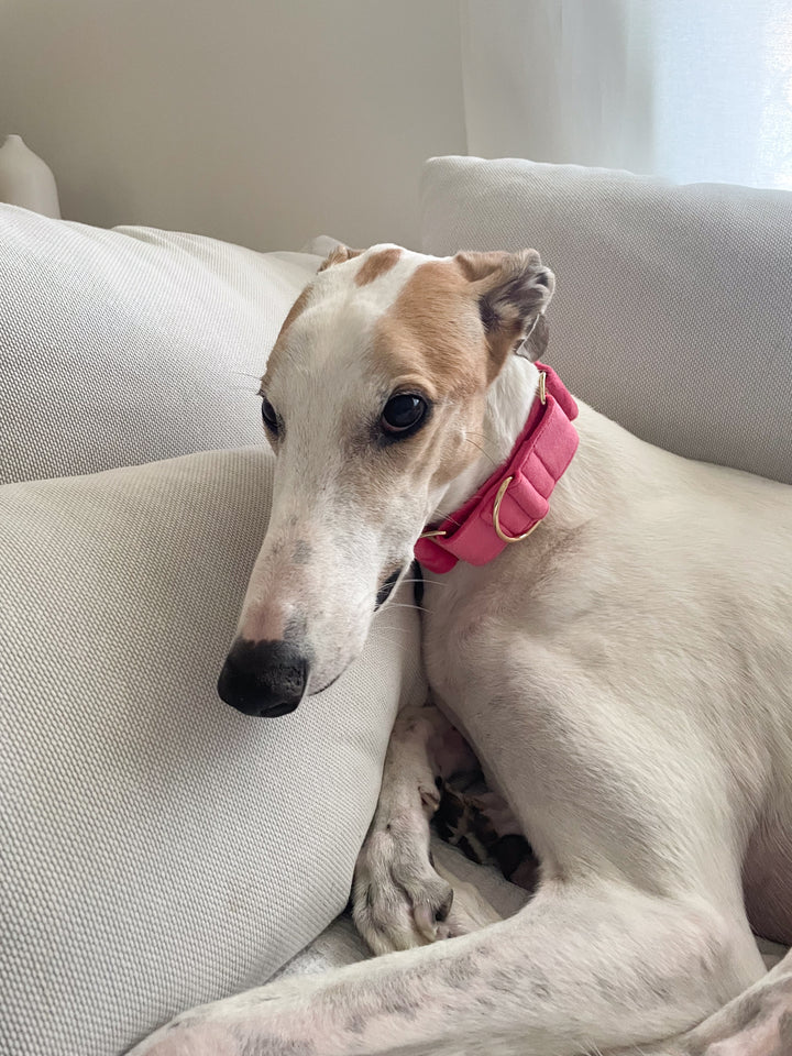 Wide Martingale Collar | Coral Pink (Plush Velvet)
