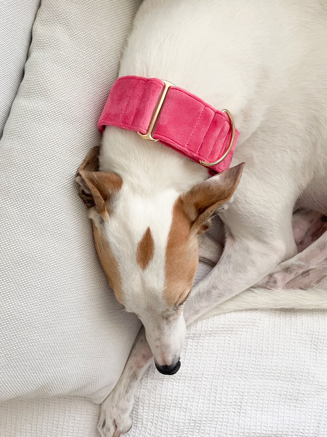 Wide Martingale Collar | Coral Pink (Plush Velvet)
