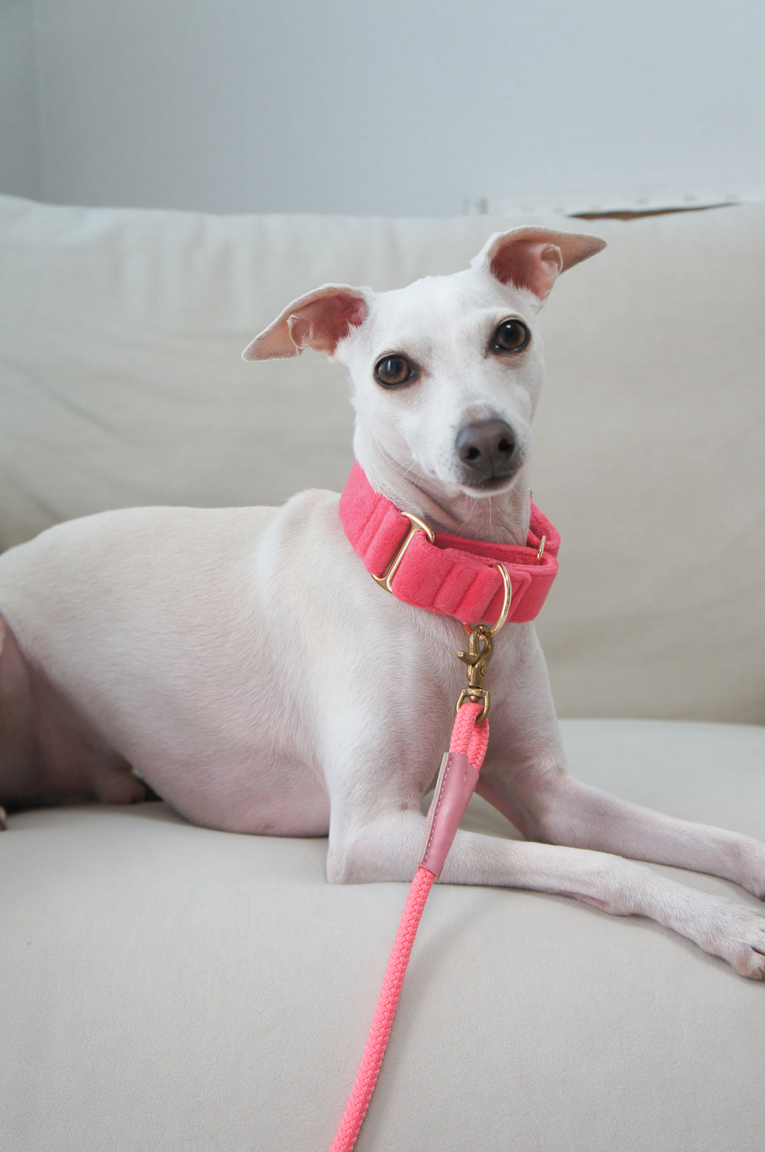 Wide Martingale Collar | Coral Pink (Plush Velvet)