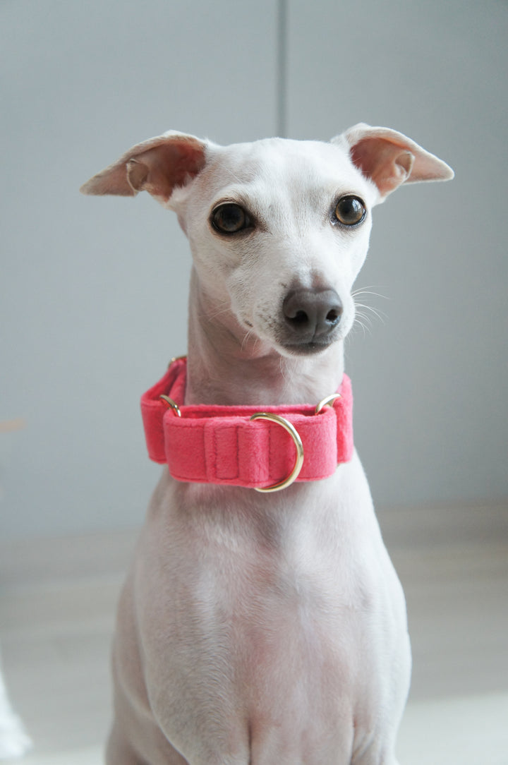 Wide Martingale Collar | Coral Pink (Plush Velvet)