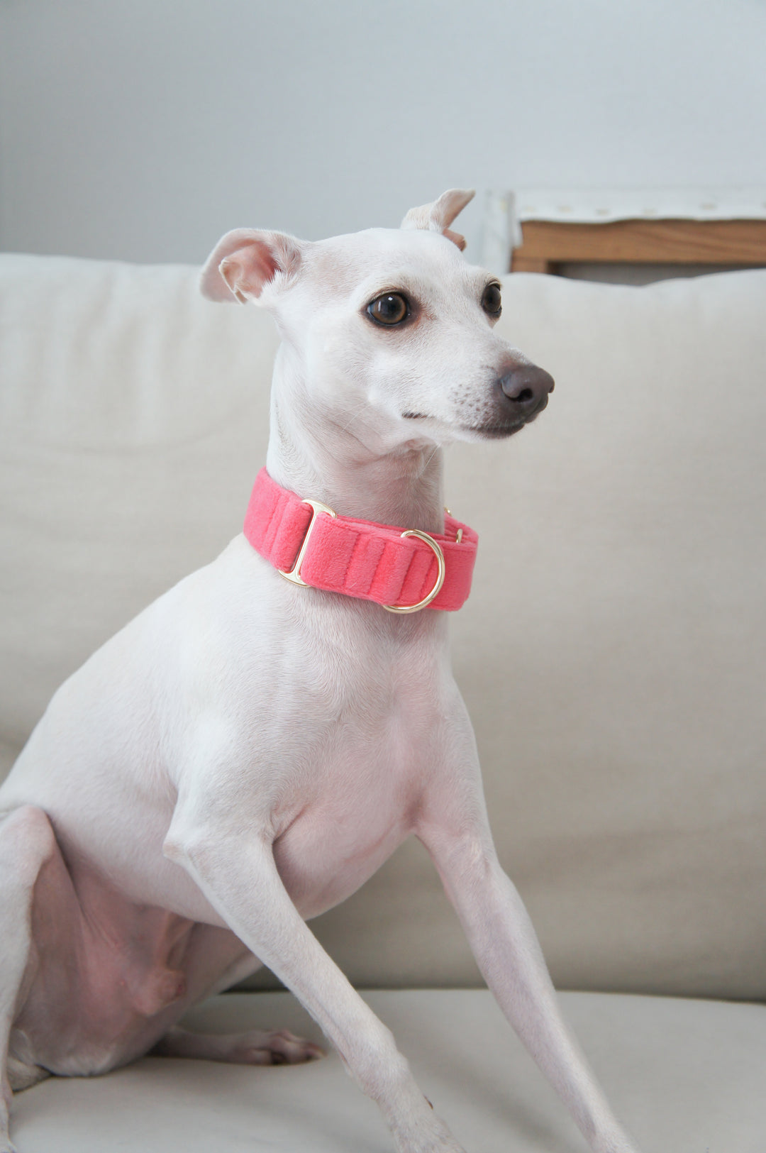 Wide Martingale Collar | Coral Pink (Plush Velvet)