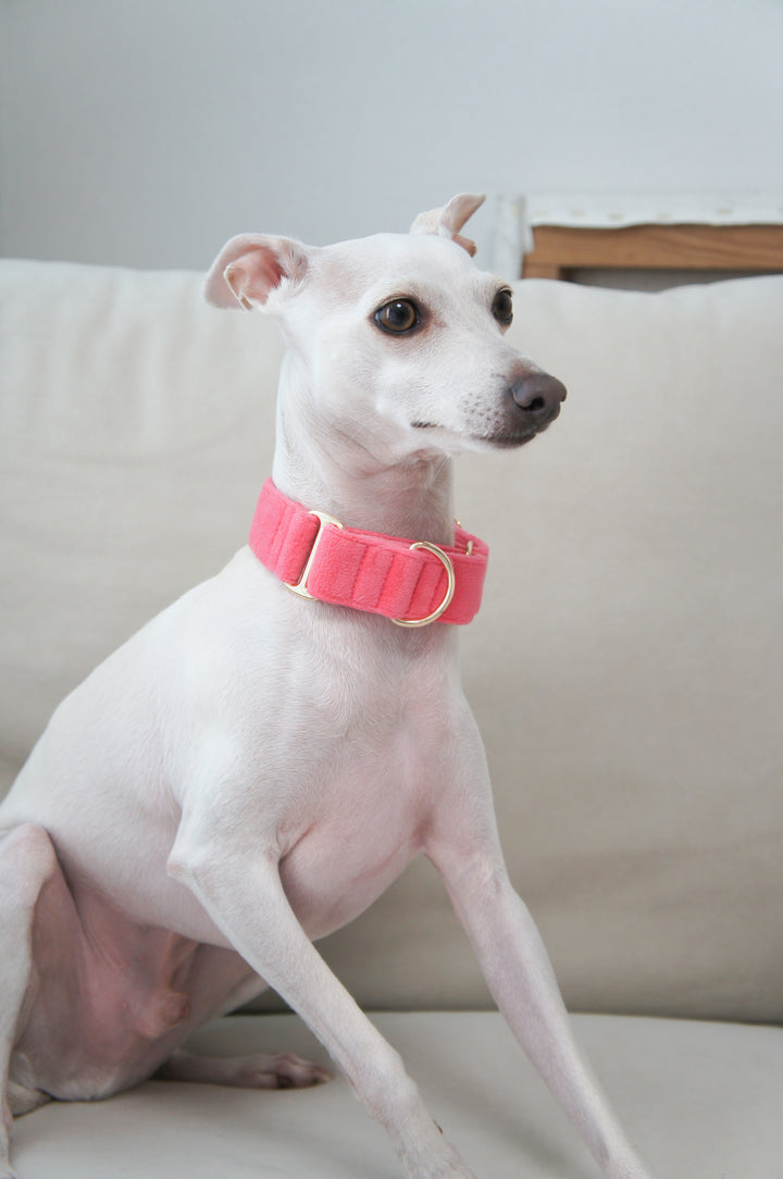 Wide Martingale Collar | Coral Pink (Plush Velvet)