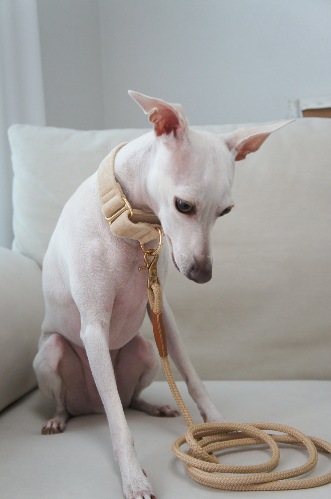 Wide Martingale Collar | Cream (Plush Velvet)