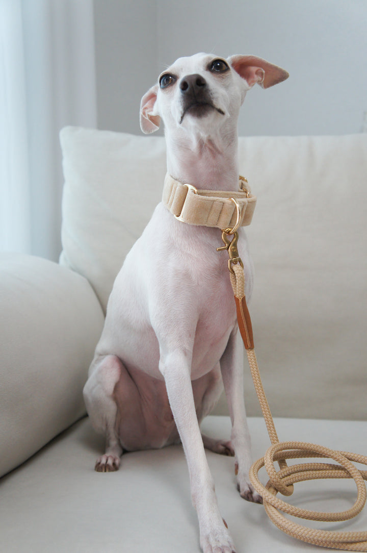 Wide Martingale Collar | Cream (Plush Velvet)