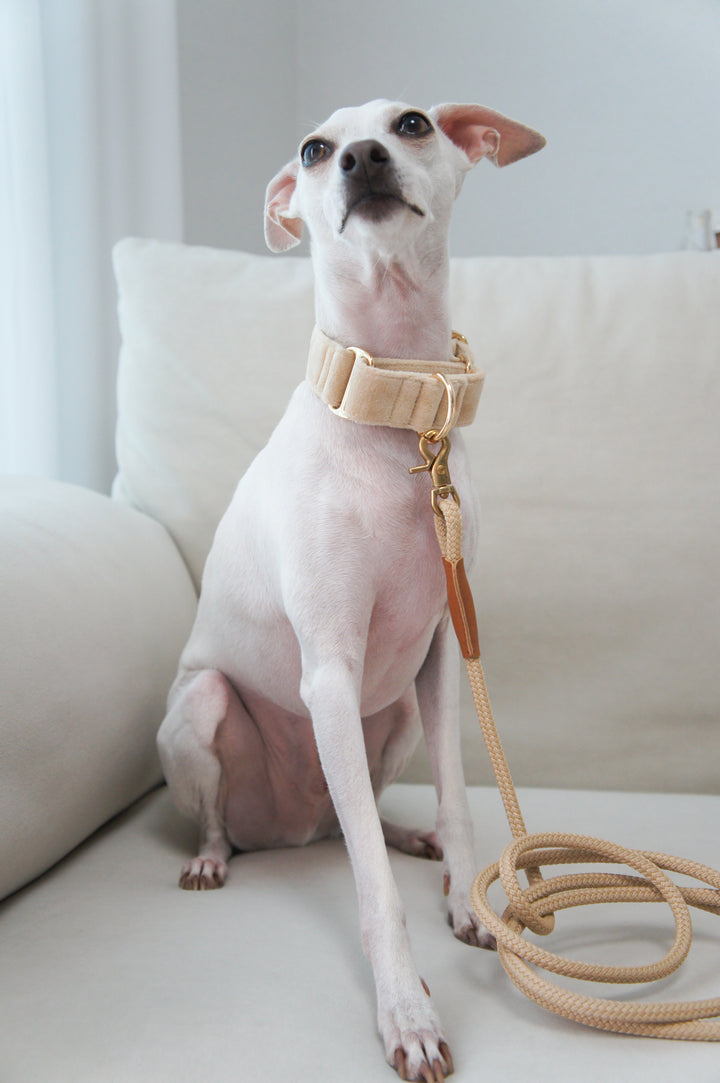 Wide Martingale Collar | Cream (Plush Velvet)