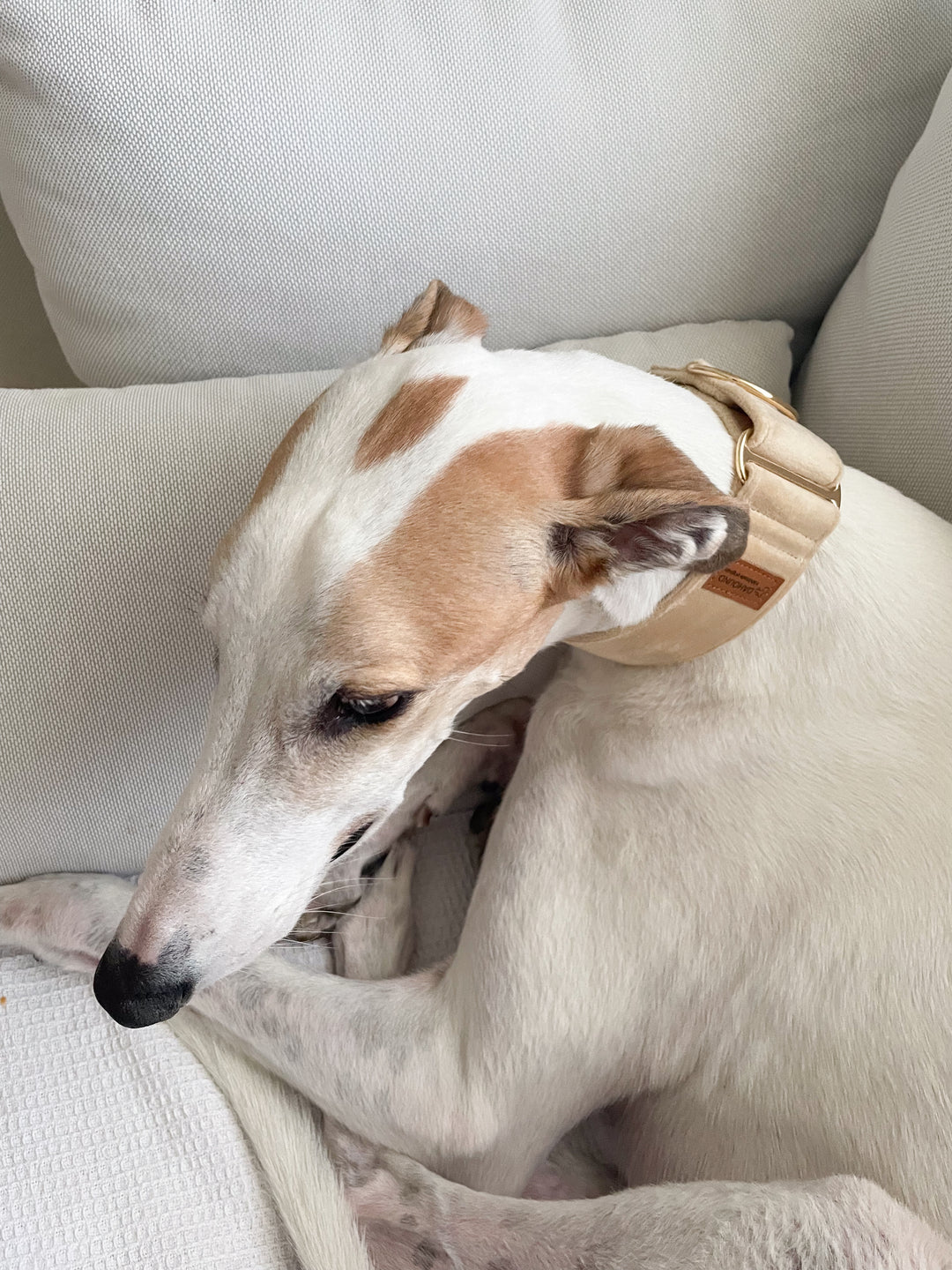 Wide Martingale Collar | Cream (Plush Velvet)