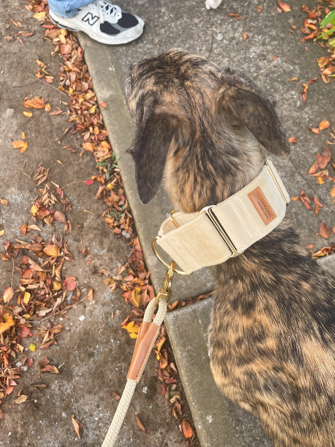 Martingale Collar + Sailor Bow + Rope Lead Set | Cream (Plush Velvet)