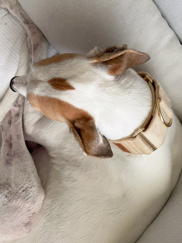 Wide Martingale Collar | Cream (Plush Velvet)