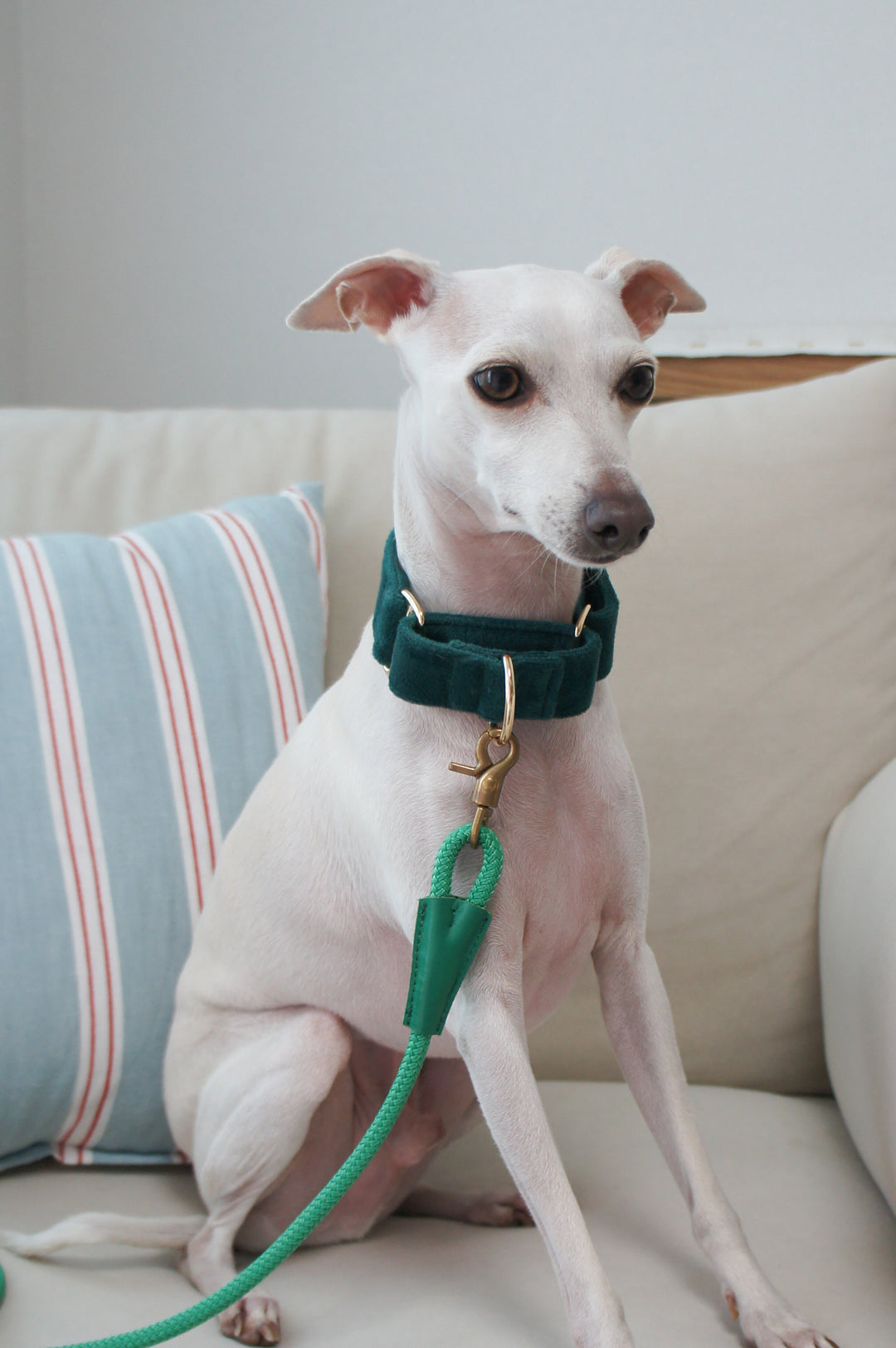 Wide Martingale Collar | Dark Forest Green (Plush Velvet)