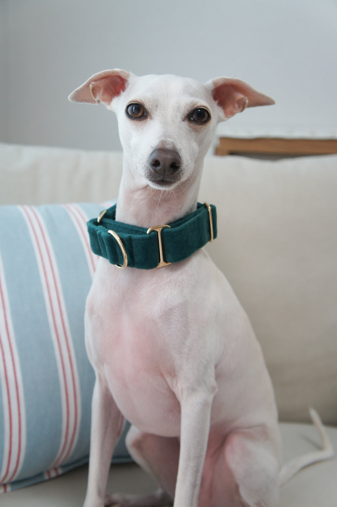 Wide Martingale Collar | Dark Forest Green (Plush Velvet)