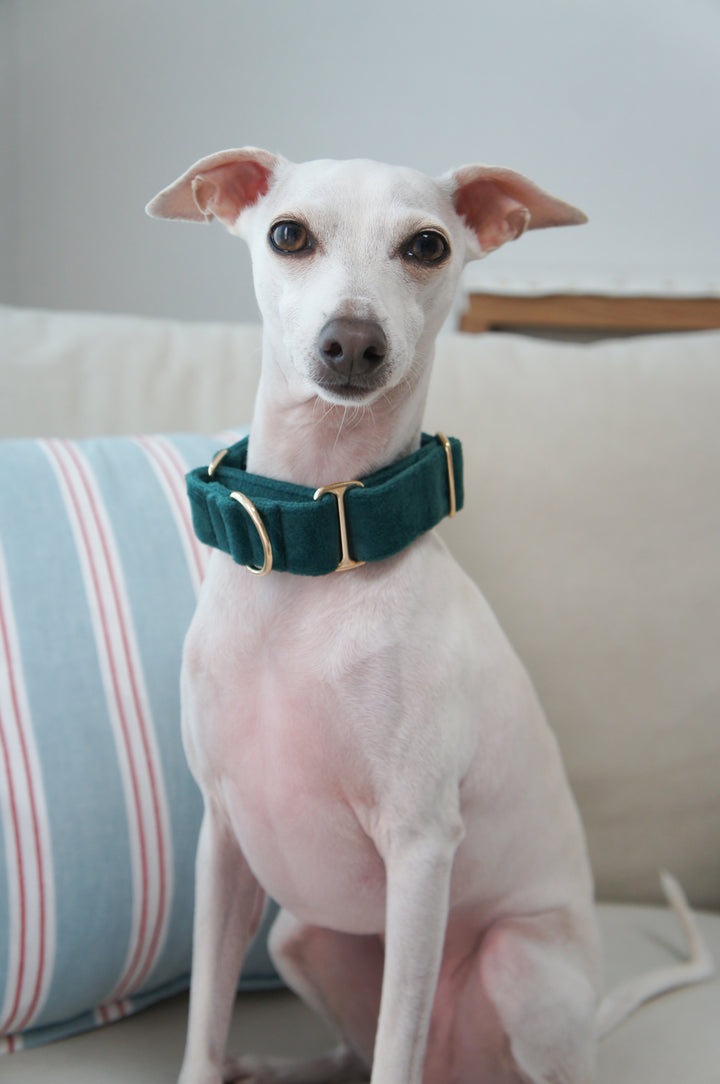 Wide Martingale Collar | Dark Forest Green (Plush Velvet)