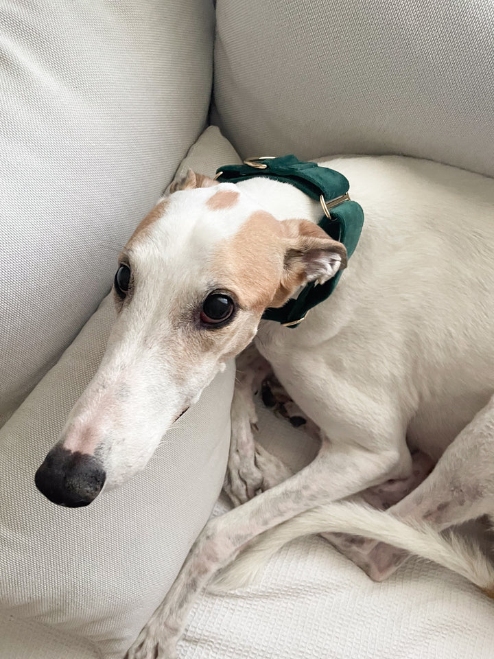 Martingale Collar & Rope Lead Set | Dark Forest Green (Plush Velvet)