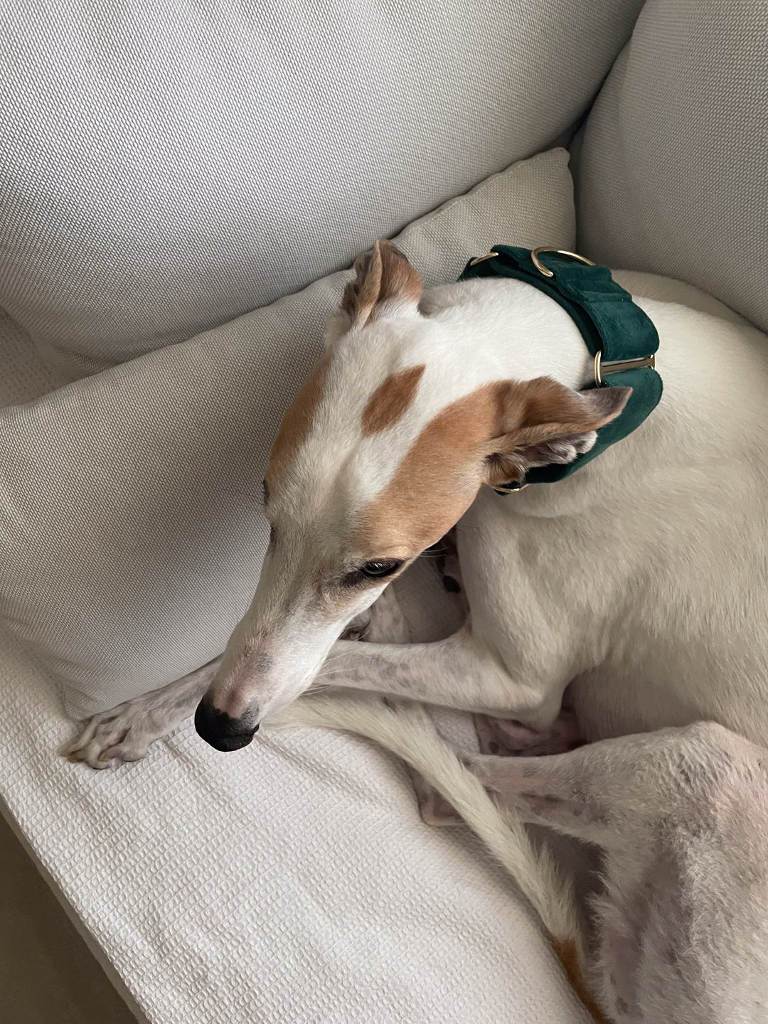 Wide Martingale Collar | Dark Forest Green (Plush Velvet)