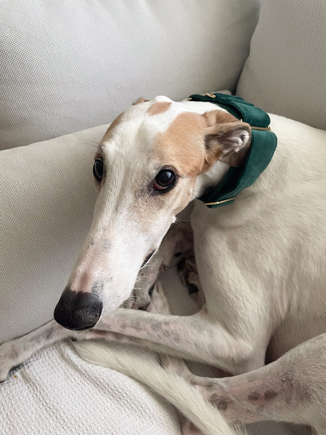 Wide Martingale Collar | Dark Forest Green (Plush Velvet)