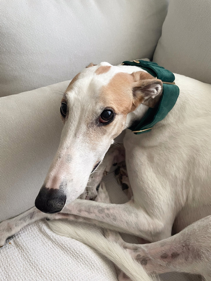 Wide Martingale Collar | Dark Forest Green (Plush Velvet)