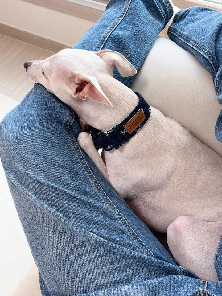 Dahound Dark Indigo Denim Bow Martingale Collars For Lifestyle Photo With  Sighthound