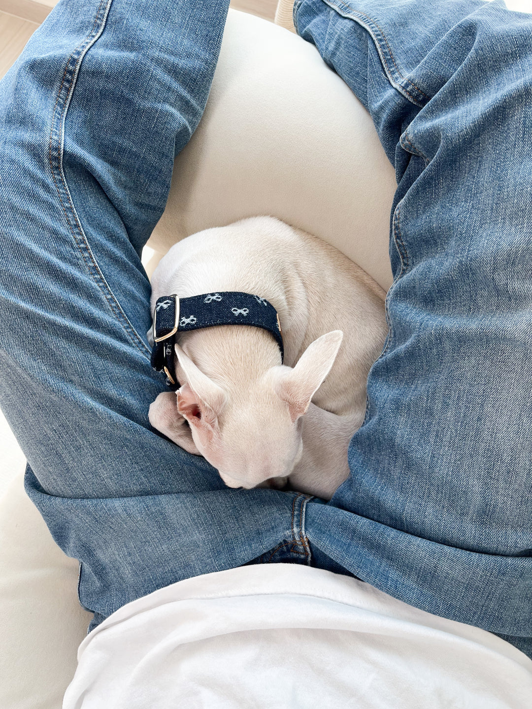 Dahound Dark Indigo Denim Bow Greyhound Collars For Lifestyle Photo With a Sighthound