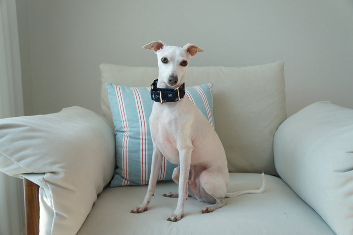 Dahound Dark Indigo Denim Bow Martingale Collars Lifestyle Photo With  Whippet