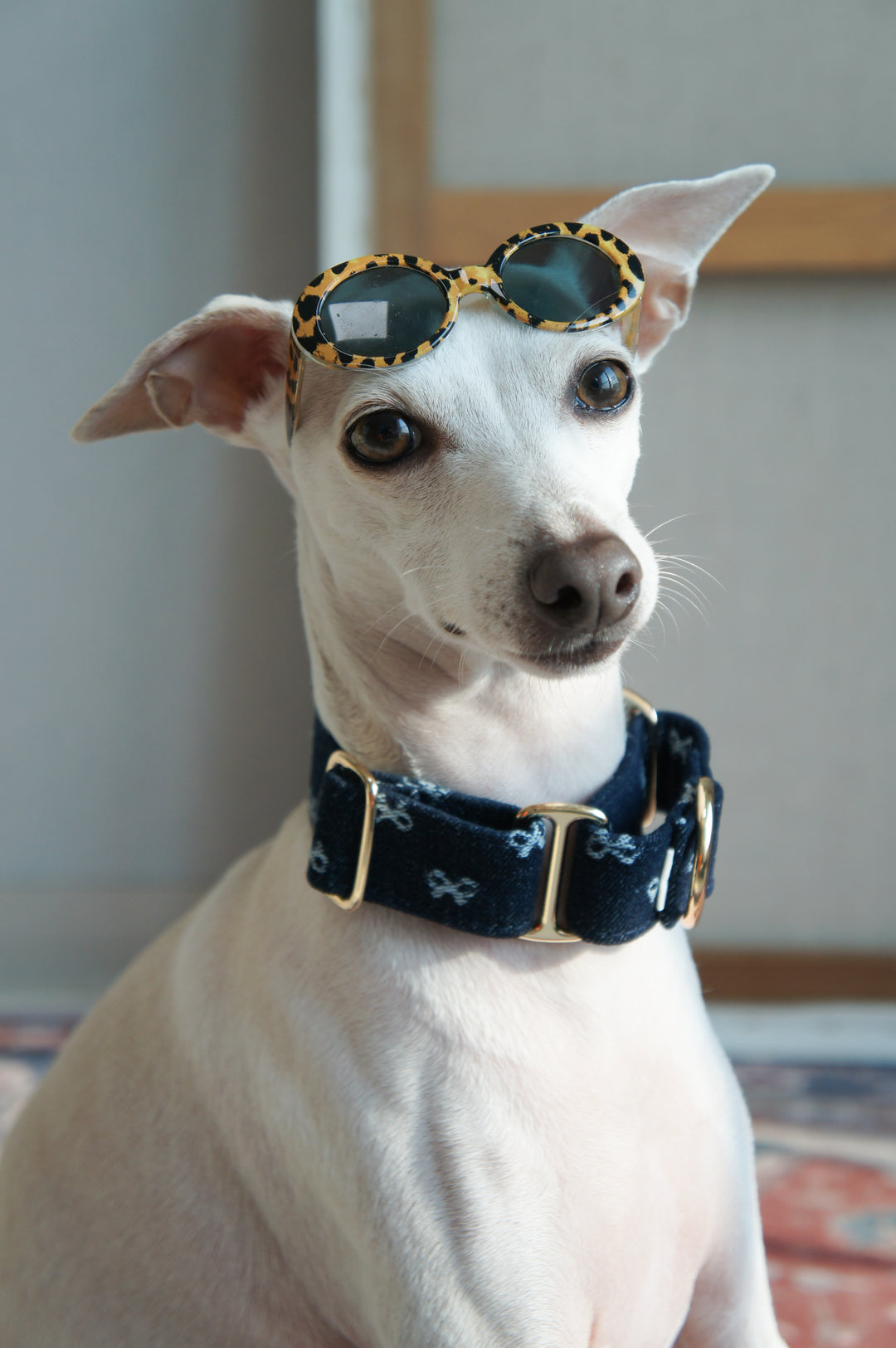 Dahound Dark Indigo Denim Bow Martingale Collars Model Photo On An Italian Greyhound
