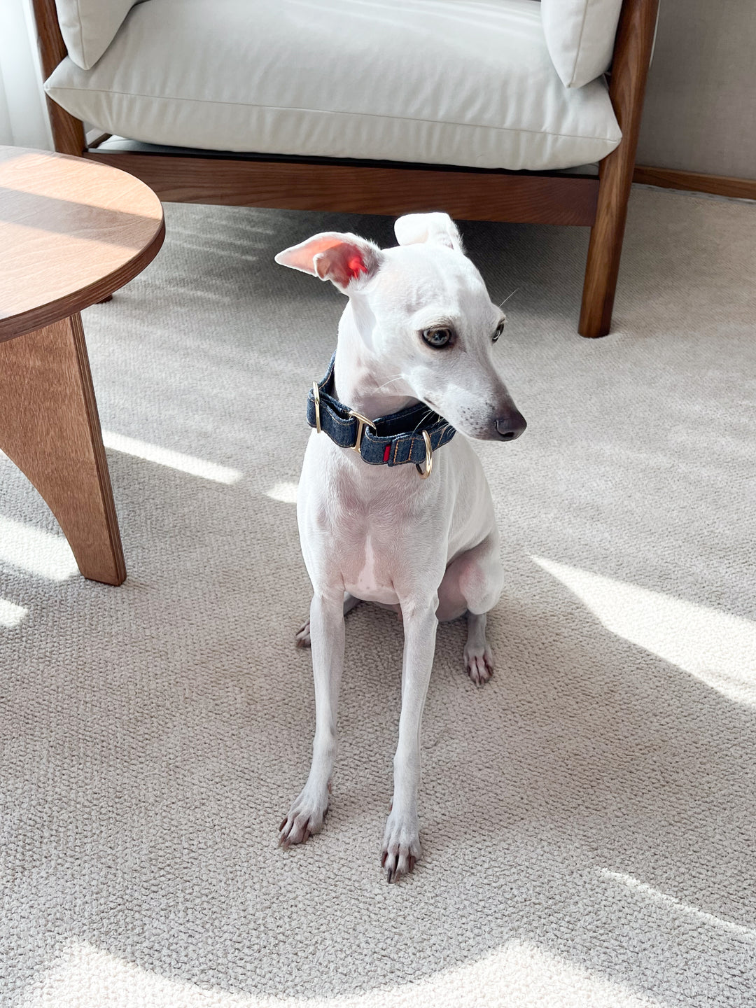 Wide Martingale Collar | Dark Indigo (Classic Denim)