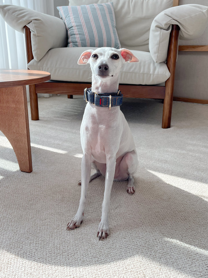 Wide Martingale Collar | Dark Indigo (Classic Denim)