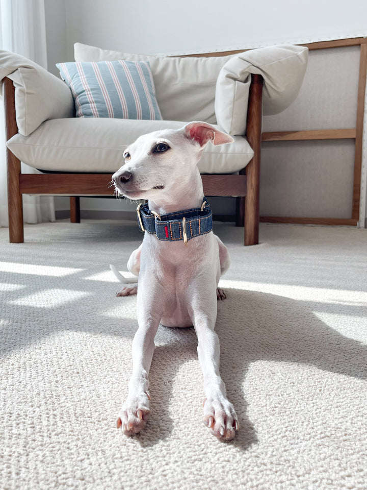 Wide Martingale Collar | Dark Indigo (Classic Denim)