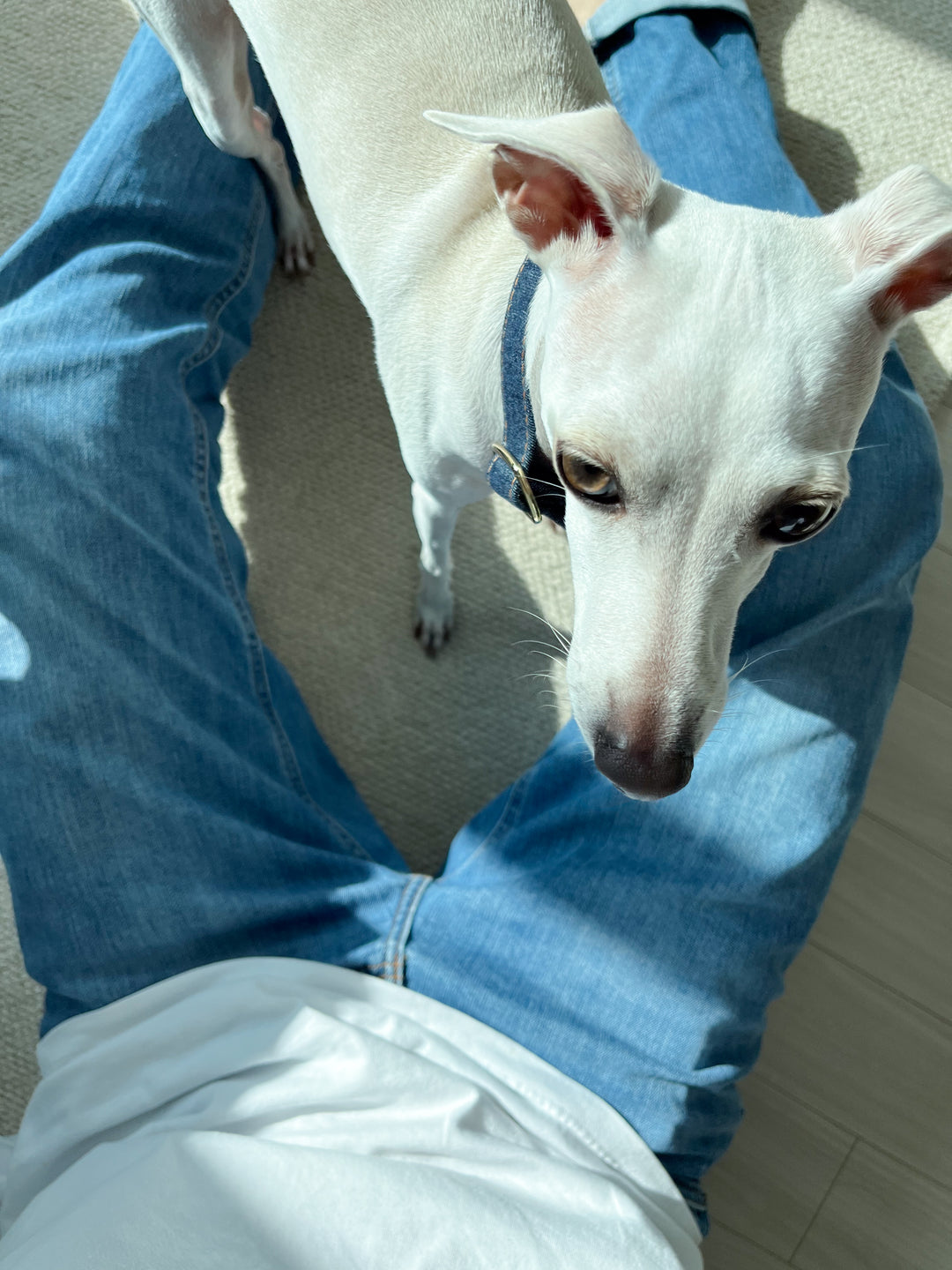 Wide Martingale Collar | Dark Indigo (Classic Denim)