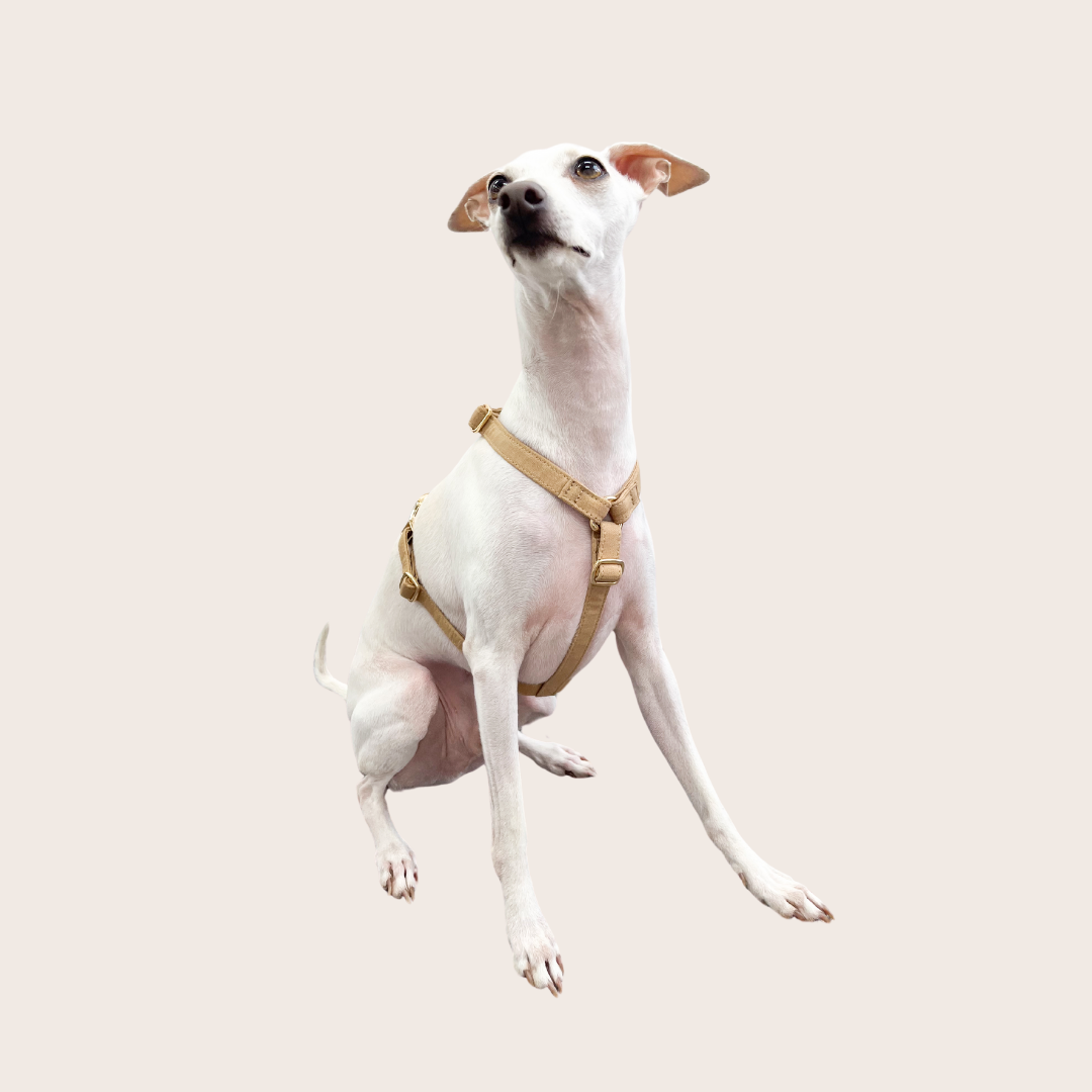 Signature Strap Style Dog H Harness | Beige