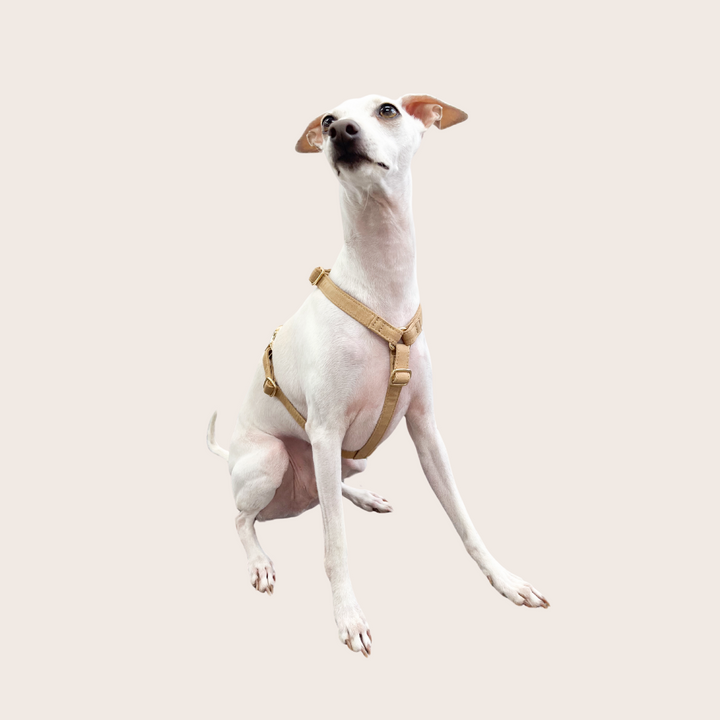 Signature H Dog Harness | Beige [PRE-ORDER]