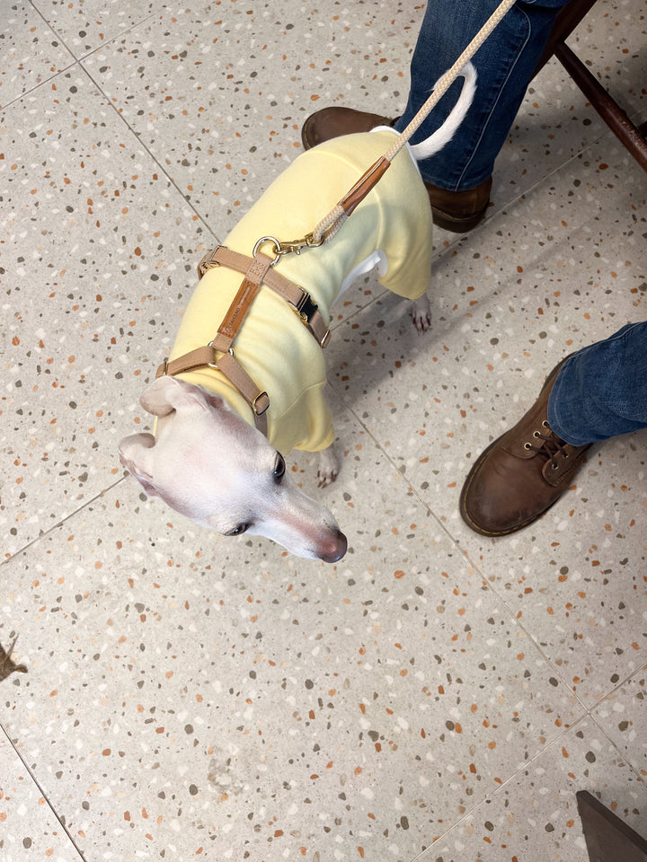Signature Strap Style Dog H Harness | Beige